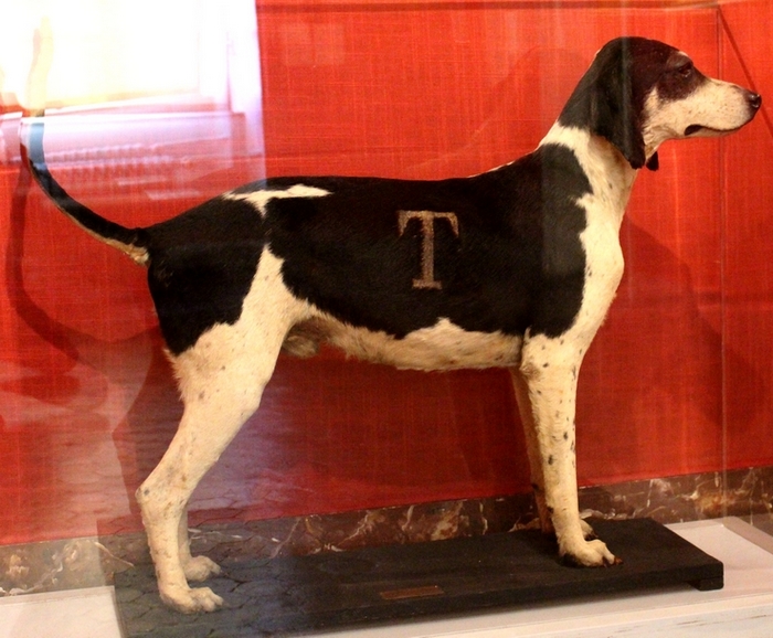 Le chien Dictateur, mort en 1913 - Photo : courtoisie - Don à la Société de Vènerie